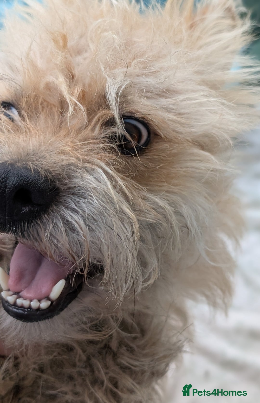 Mixed Breed dogs for sale: Milo, for adoption via Stray2me  - Advert 5