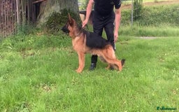 German Shepherd dogs for sale: 25 years experience breeding German Shepherds  - Image 24