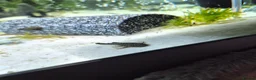 Plecos fish for sale: Bristlenose pleco juvenile  - Advert 5