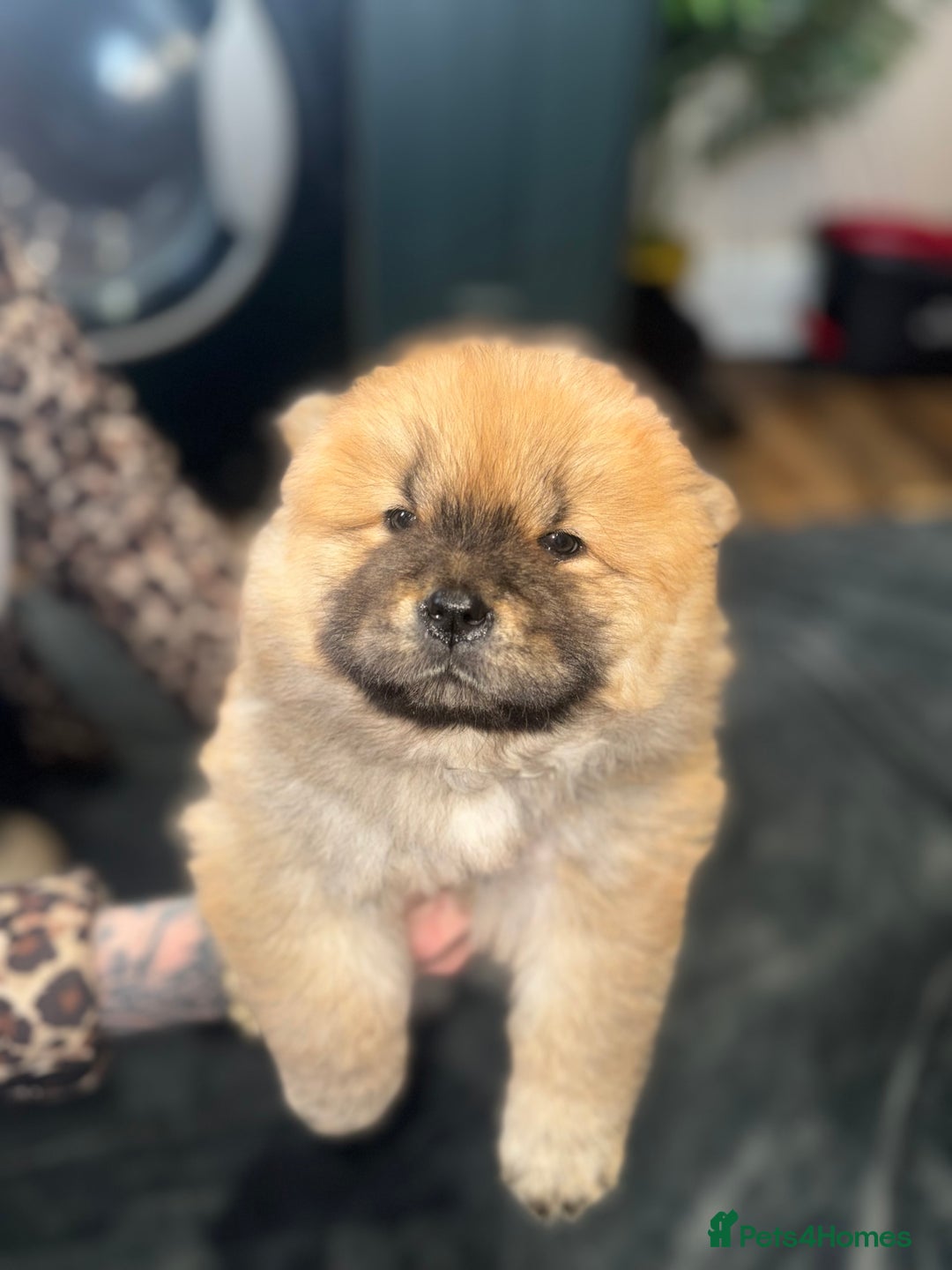 Chow Chow dogs for sale: CHOW CHOW PUPPIES  - Advert 23