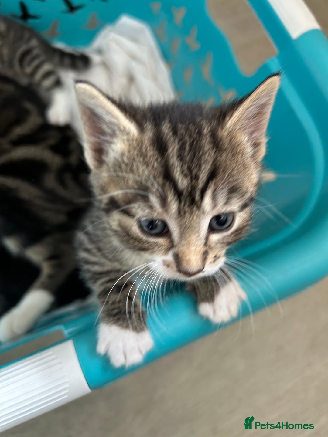 Mixed Breed cats for sale: Beautiful kittens 4 weeks old - Image 12