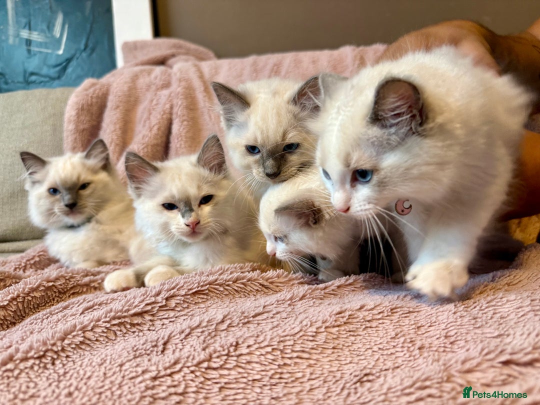 Ragdoll cats for sale: Beautiful Ragdoll cats  - Image 3