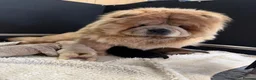 Chow Chow dogs for sale: Beautiful chow chow puppies  - Advert 12