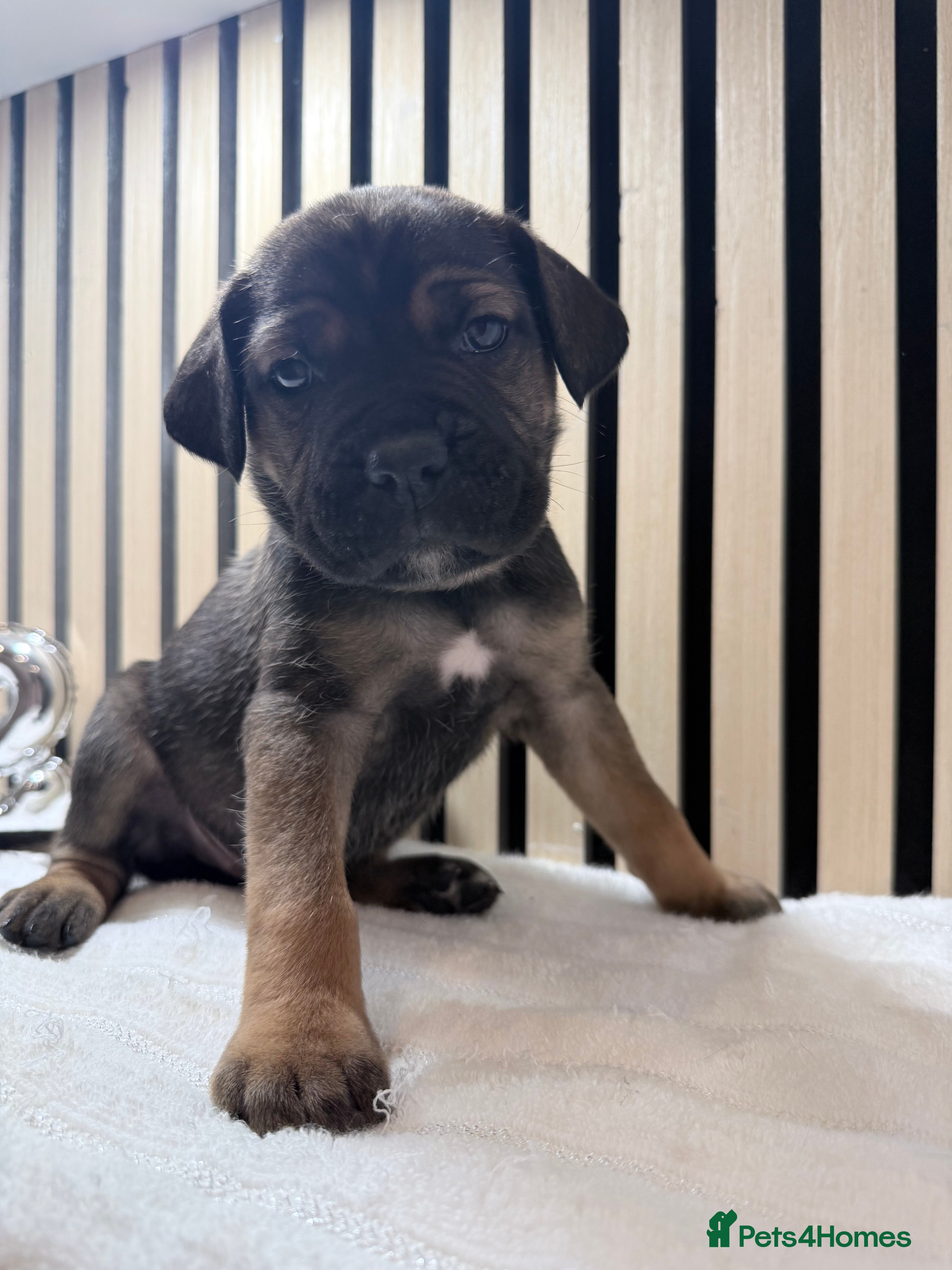 Cane Corso dogs ICF/ICCF Champion 6th GENERATION Cane Corso pups - Advert 2