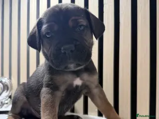 Cane Corso dogs ICF/ICCF Champion 6th GENERATION Cane Corso pups - Advert 2