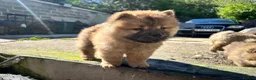 Chow Chow dogs for sale: Chow chow  - Advert 10