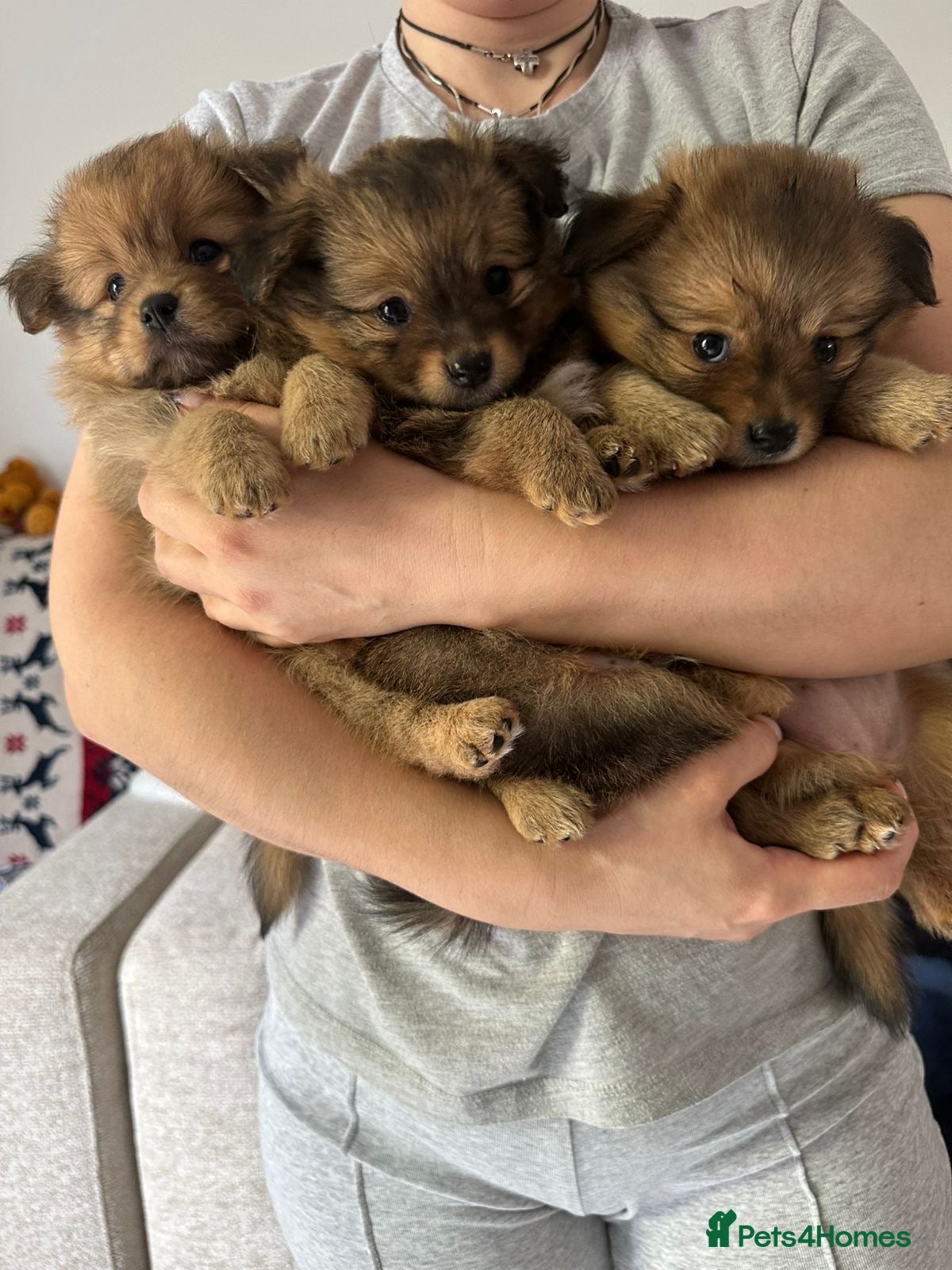 Pomchi dogs 💎 Luxury Teddy Bear Pomeranian Mix Puppies  - Advert 18