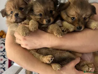 Pomchi dogs 💎 Luxury Teddy Bear Pomeranian Mix Puppies - Advert 8