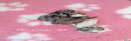 Pomeranian dogs for sale: Dixie's Little Darlings ✨🤍 - Advert 3