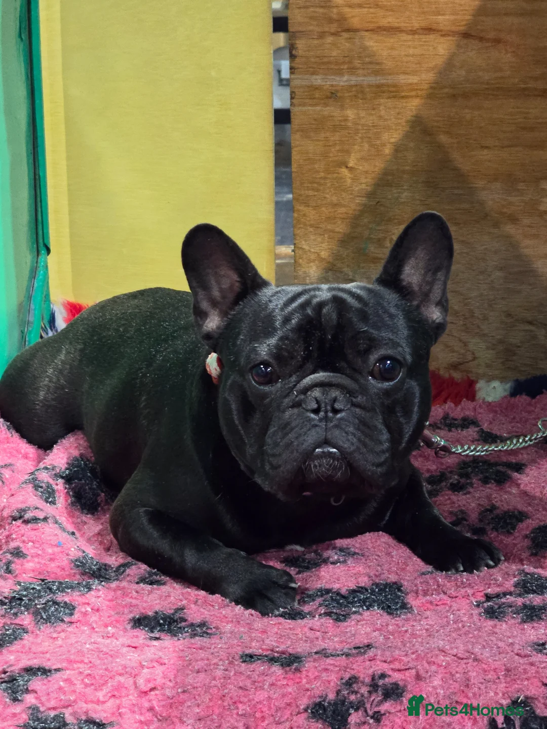 French Bulldog dogs for stud: Stunning KC registered & healthtested FBulldog - Advert 1