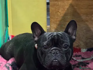 French Bulldog dogs Stunning KC registered & healthtested FBulldog - Advert 7
