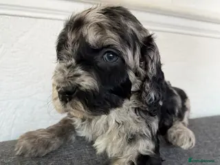 Australian Labradoodle dogs AUSTRALIAN LABRADOODLE - Advert 6