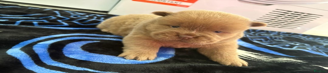 Chow Chow Puppy 2