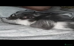 Mini Lop rabbits for sale: Mini lop & lioness 🐰 & cage , accessories ♥️  - Image 2