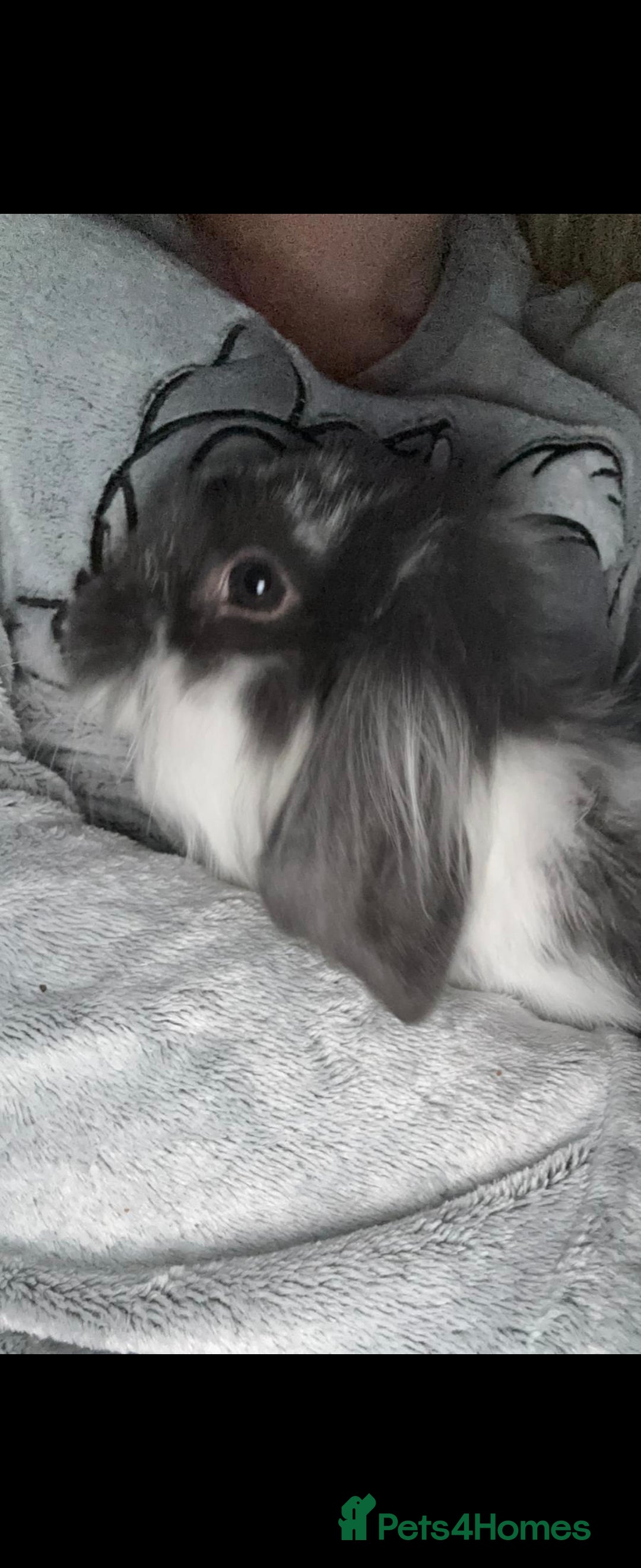Mini Lop rabbits for sale: Mini lop & lioness 🐰 & cage , accessories ♥️  - Image 2