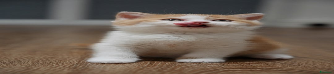 Red and White bicolour boy