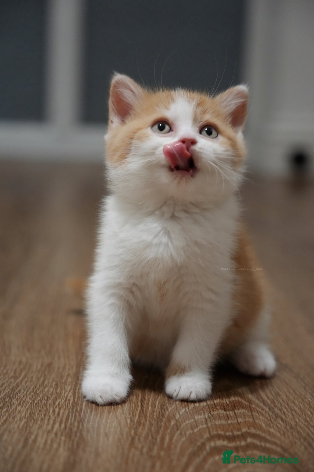 British Shorthair cats for sale: Registered champion bloodline BSH - Image 6