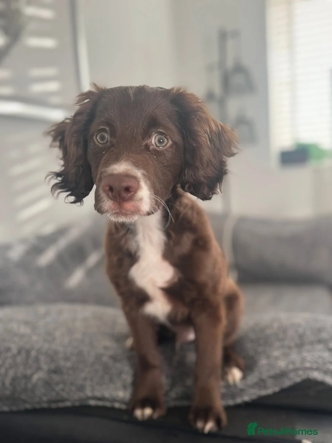 Cocker Spaniel dogs for sale: Oscar beautiful puppy full of energy  - Advert 1
