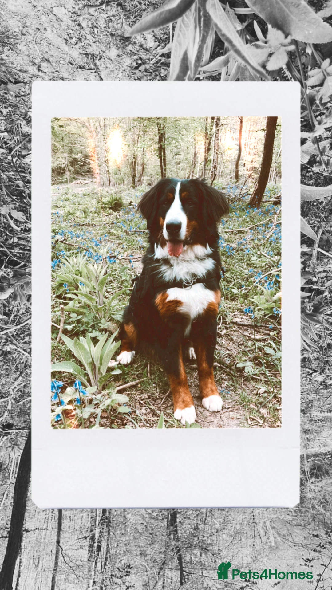 Bernese Mountain Dog dogs for sale: 🐾 BDM Pups Expected Ready to Leave July 2026 🐾 - Advert 1