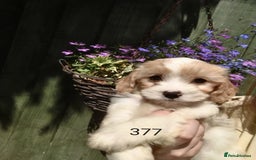 Cavachon dogs for sale: Beautiful F1 cavachons  - Image 2