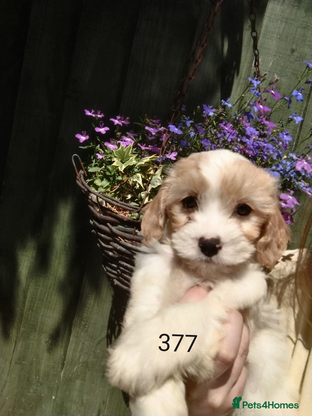 Cavachon dogs for sale: Beautiful F1 cavachons  - Image 2