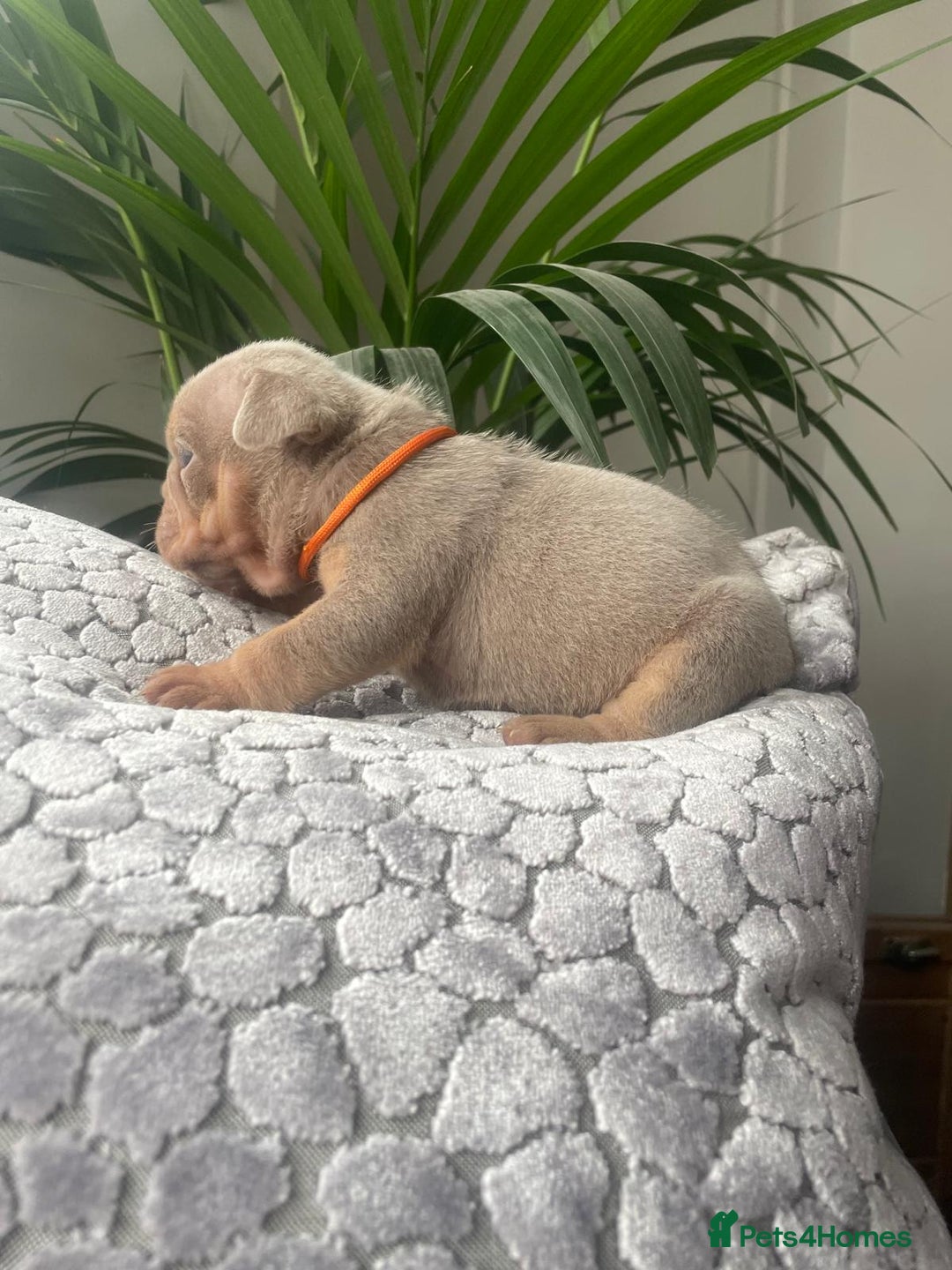 English Bulldog dogs for sale: Beautiful fullsuit litter of perfection 😃  - Image 2