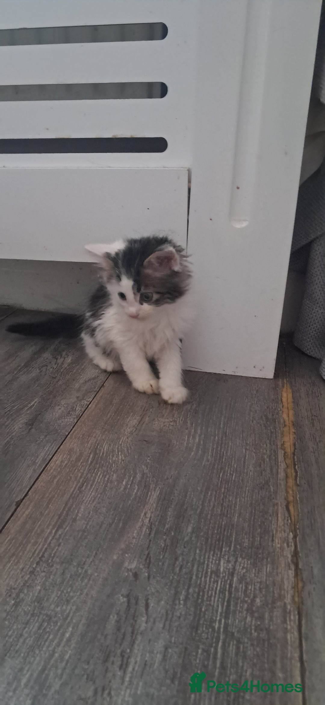 British Shorthair cats for sale: Gorgeous kittens ready now - Image 7