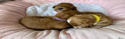 Maltipoo dogs for sale: DNA health tested maltipoo puppies  - Advert 4