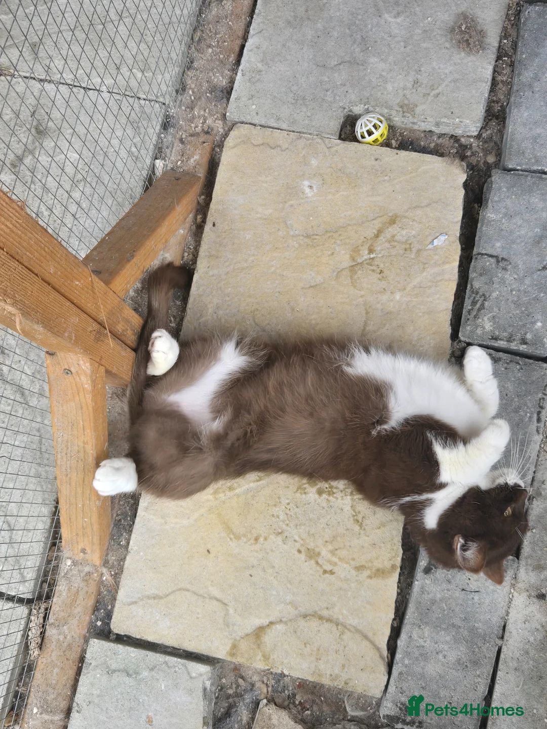 British Shorthair cats for sale: Choco Bi queen no more time wastees - Advert 2