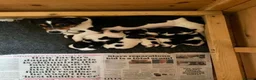 Jack Russell dogs for sale: Adorable Tri Coloured Miniature Jack Russell Pups - Advert 21