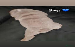 English Bulldog dogs for sale: English bulldog puppies  - Image 4