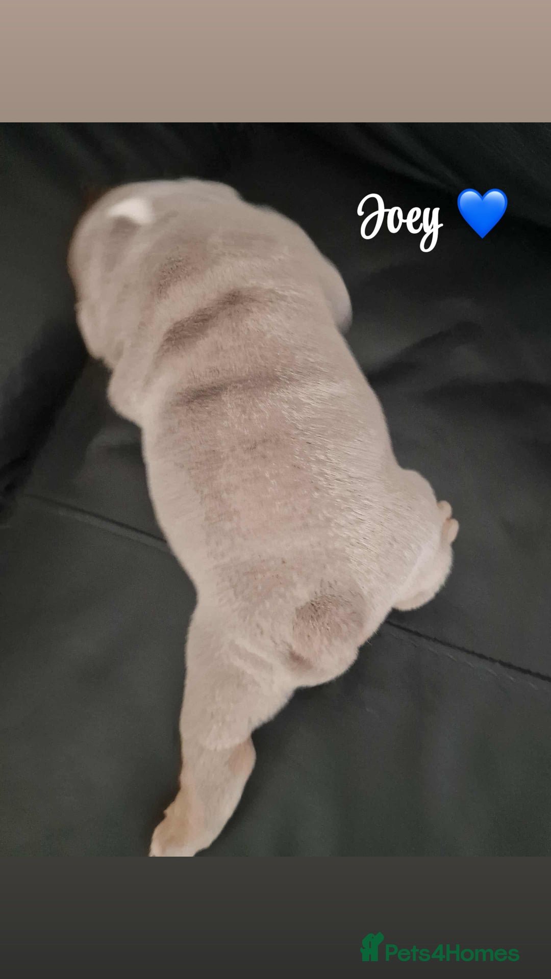 English Bulldog dogs for sale: English bulldog puppies  - Image 4