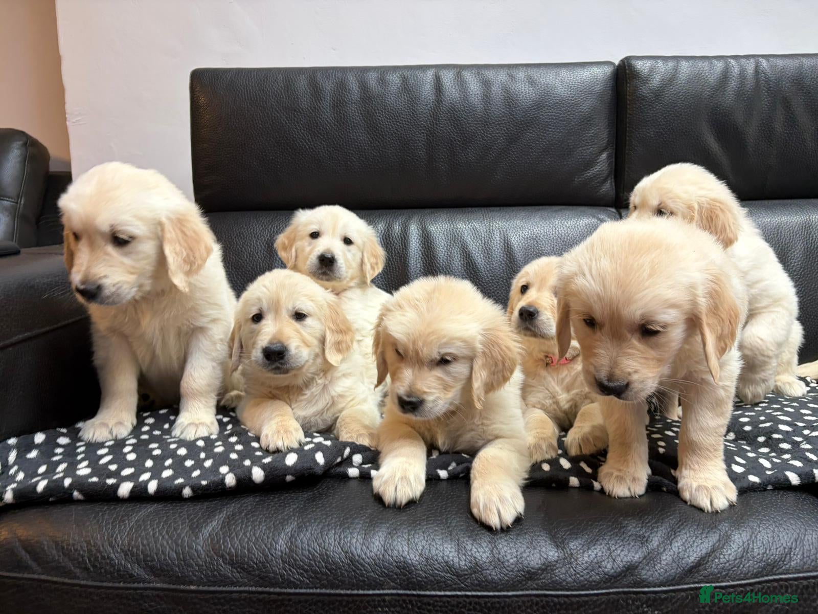 Golden Retriever dogs Beautiful Golden Retriever Puppies - Advert 1