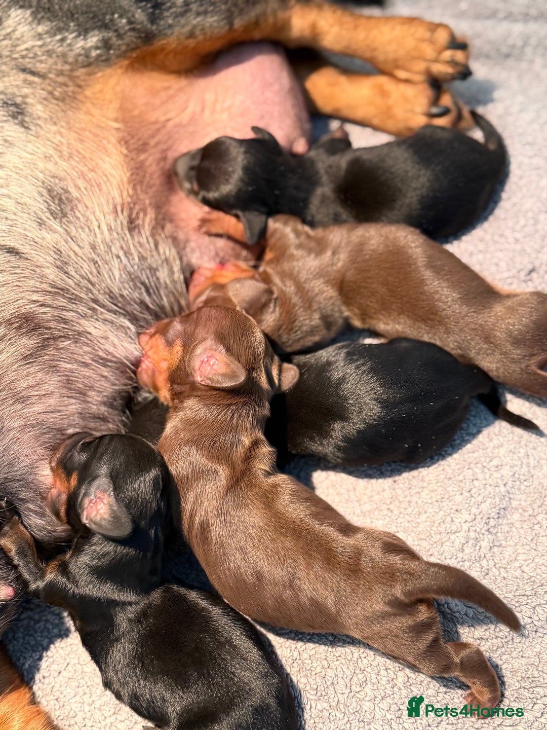 Miniature Dachshund dogs for sale: 🌸Stunning minature smooth haired dachshund🌸 - Advert 7