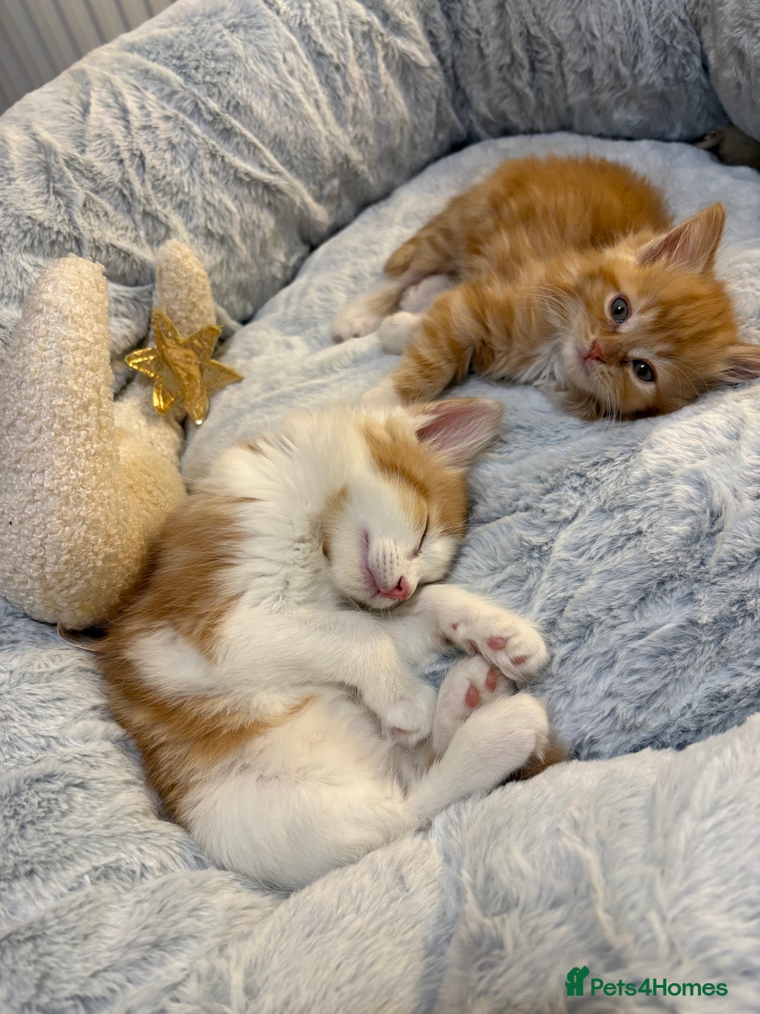 Mixed Breed cats for sale: Jude the Dude and Princess Peaches - Advert 1