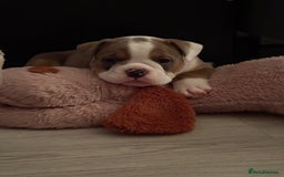 English Bulldog dogs for sale: Gorgeous English bulldog puppy’s  - Image 15