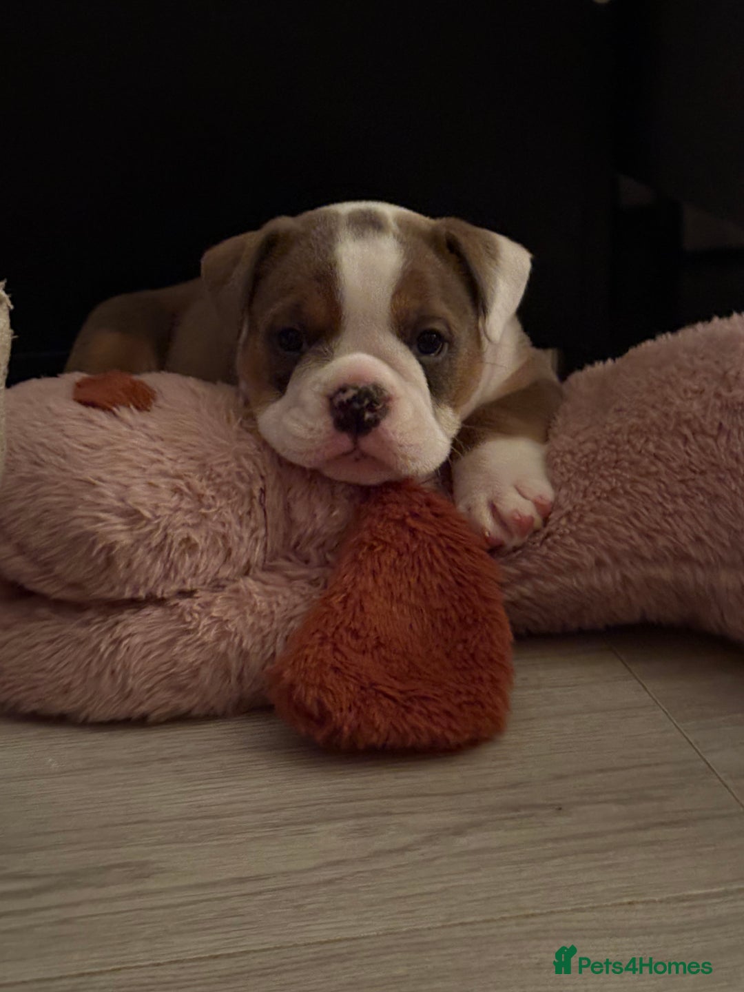 English Bulldog dogs for sale: Gorgeous English bulldog puppy’s  - Image 15