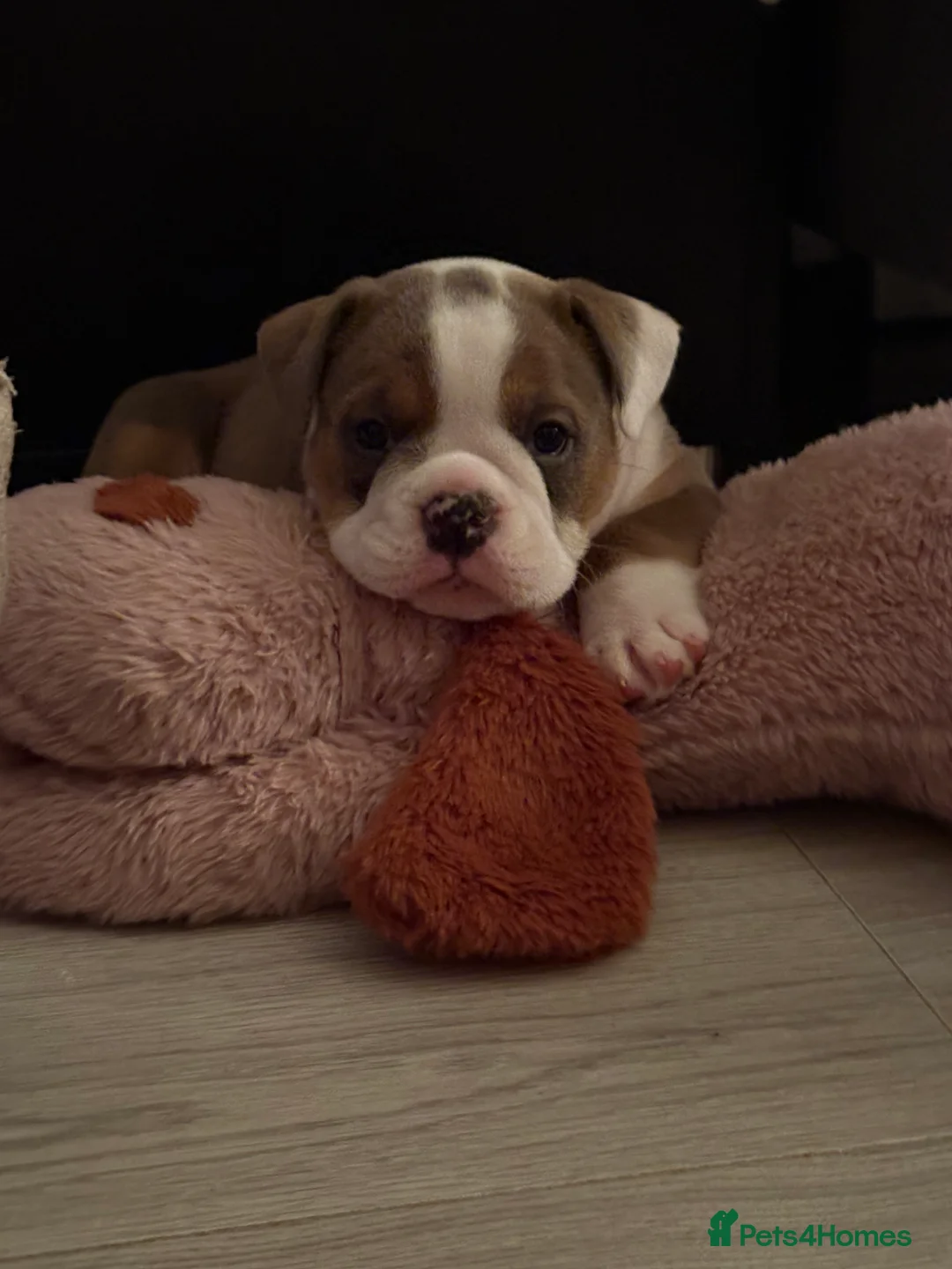 English Bulldog dogs for sale: Gorgeous English bulldog puppy NEBBR REGISTERD - Advert 18