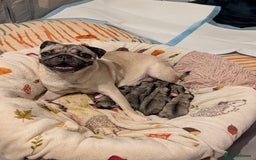 Pug dogs for sale: Pug Puppies for sale  - Image 12