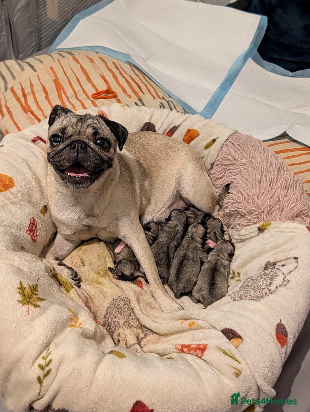 Pug dogs for sale: Pug Puppies for sale  - Image 12