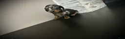 Miniature Dachshund dogs for sale: Beautiful miniature dachshund PRA clear boys  - Advert 6