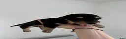 Miniature Dachshund dogs for sale: Long & Short Haired Miniature Daschund Puppies - Advert 4