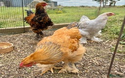 Chickens poultry for sale: Brahma Large Fowl Cockerels & Pullets - Image 4