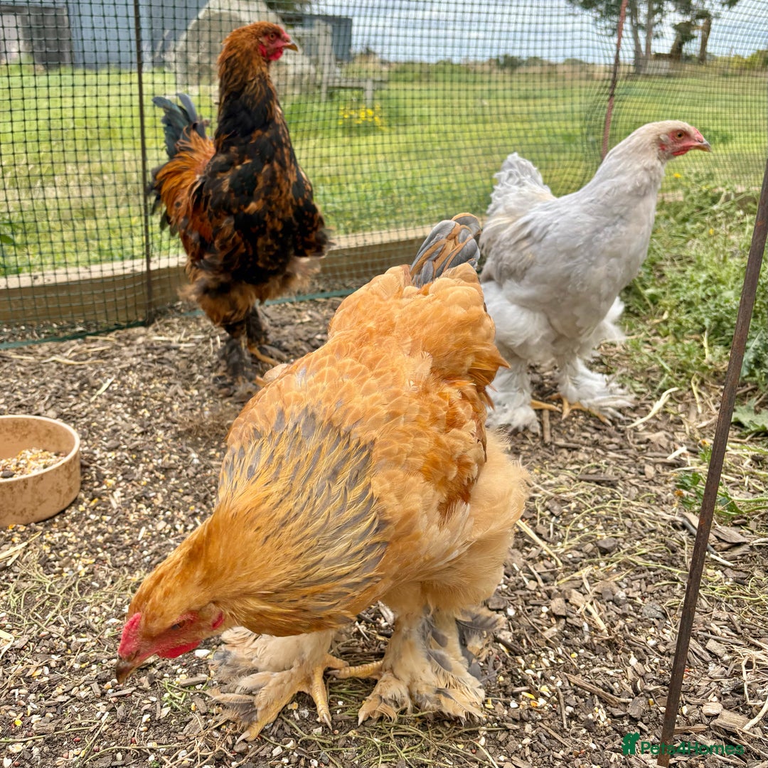 Chickens poultry for sale: Brahma Large Fowl Cockerels & Pullets - Image 4