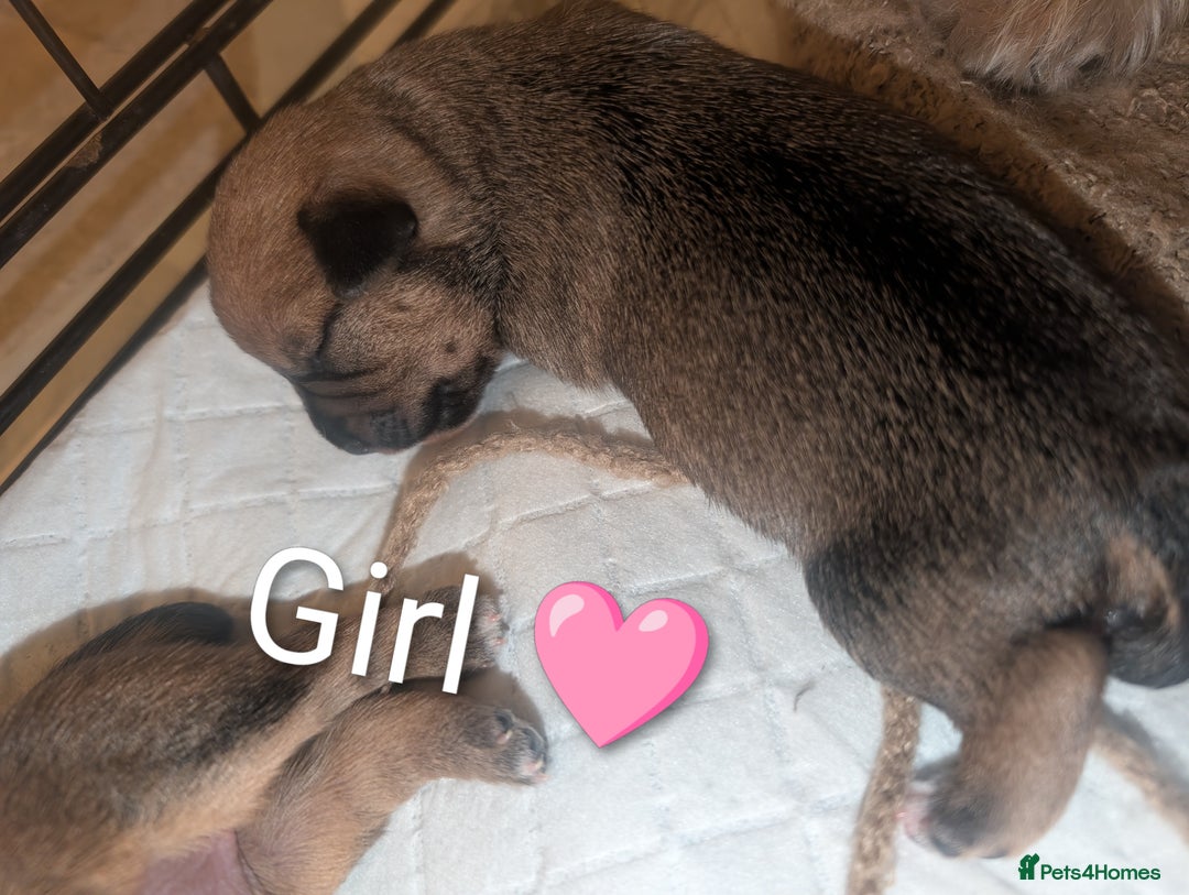 Mixed Breed dogs for sale: Beautiful Shihtzu x Cairn Terrier/Sausage x JRT - Advert 14