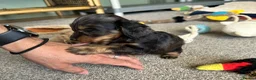 Doxiepoo dogs for sale: Stunning dachshund/poodle pups - Advert 14