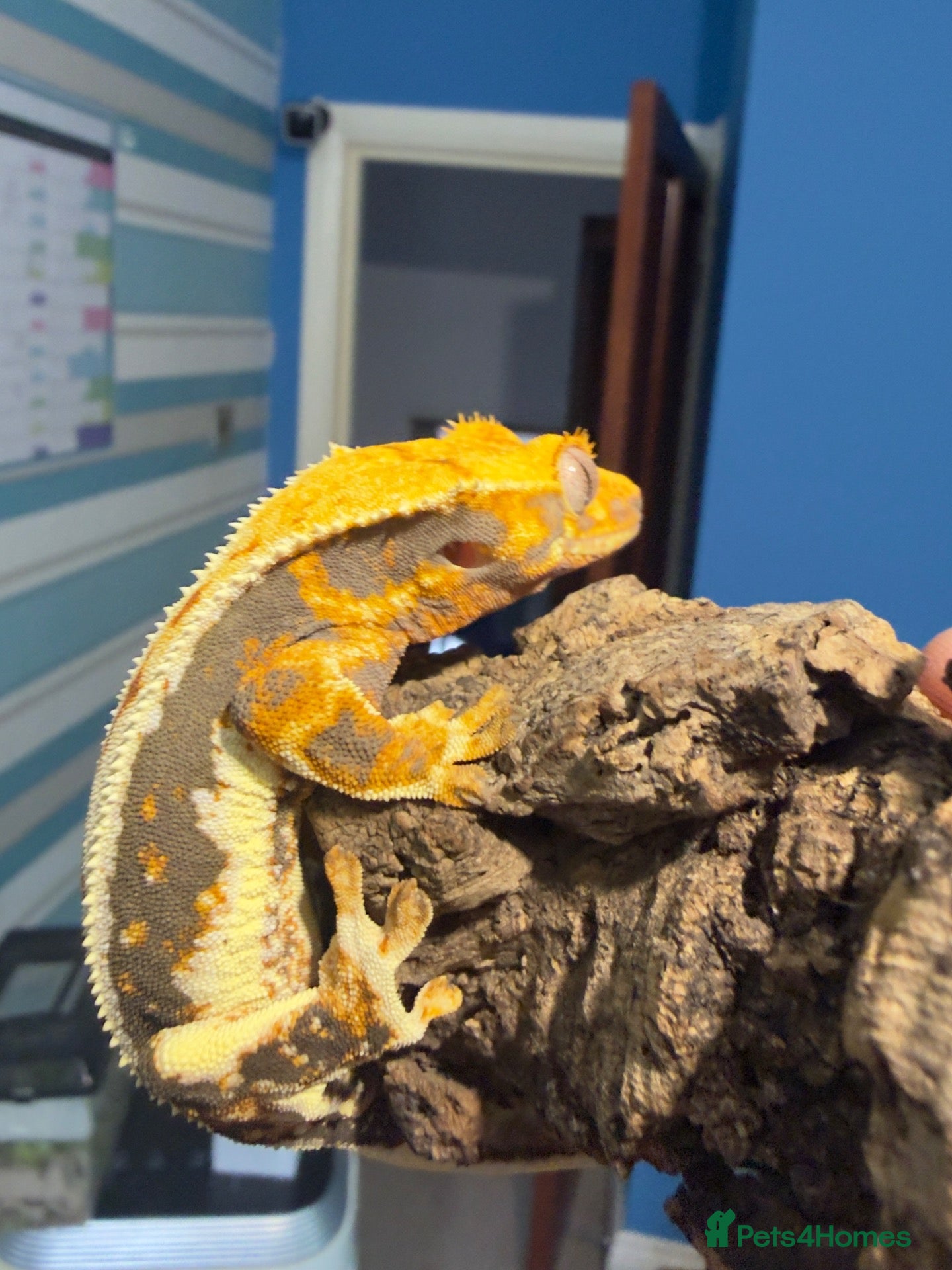 Gecko reptiles ❤️❤️ LILYWHITE CRESTED GECKOS FOR SALE ❤️❤️ - Advert 1