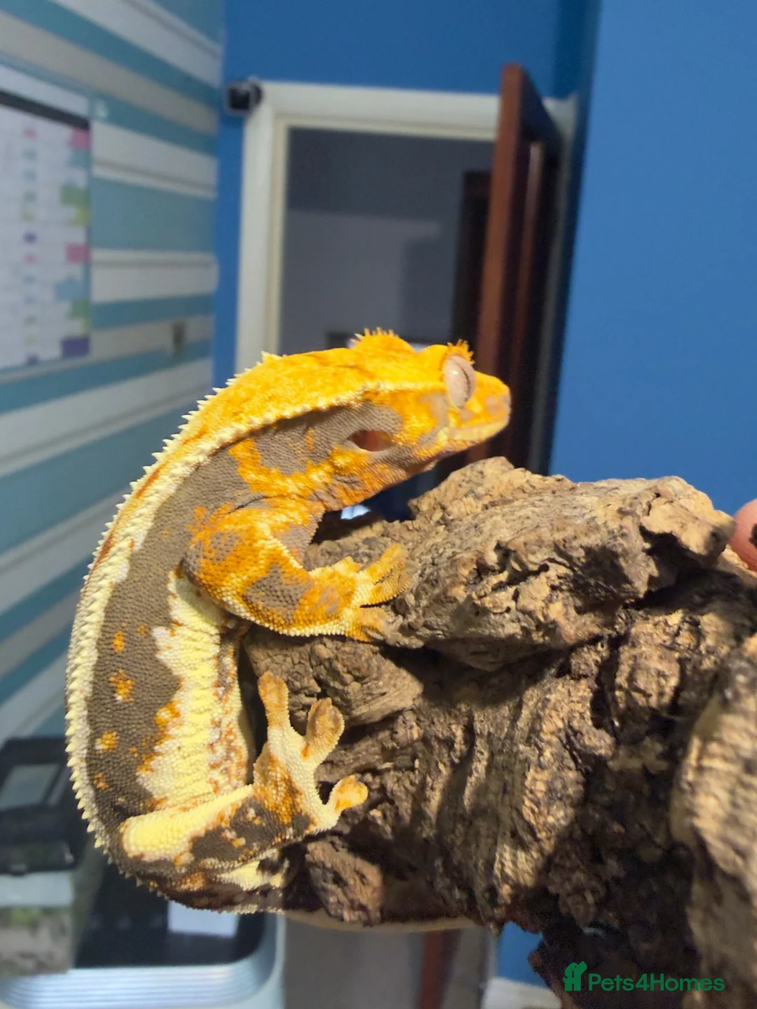 Gecko reptiles for sale: ❤️❤️ LILYWHITE CRESTED GECKOS FOR SALE ❤️❤️ - Advert 1