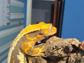 Gecko reptiles ❤️❤️ LILYWHITE CRESTED GECKOS FOR SALE ❤️❤️ - Advert 1
