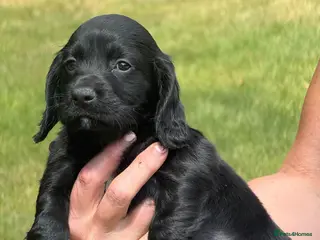 Cocker Spaniel dogs Working cocker spaniel puppies KC REGISTERED - Advert 11